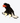 CK Turkey Vulture