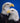Bald Eagle Collection - 2 for $30