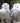 Snowy Owl Collection - 2 for $50