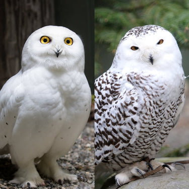 Snowy Owl Collection - 2 for $50
