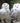 Snowy Owl Collection - 2 for $50